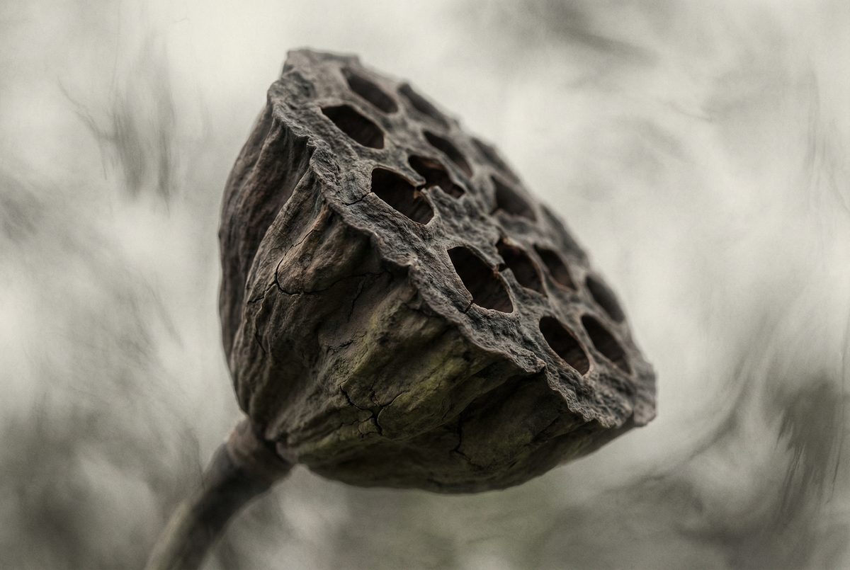 糖心Vlog禅意摄影 - 枯莲蓬的自然质感 - gfbutsg.cn